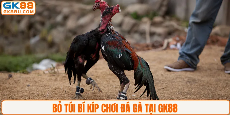 Bỏ túi bí kíp chơi đá gà tại GK88