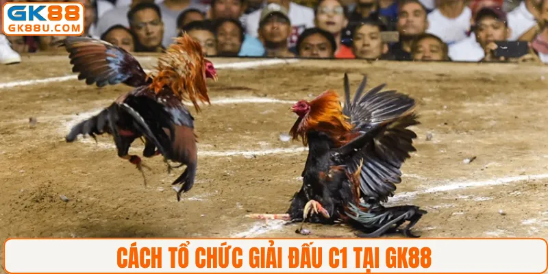 Cách tổ chức giải đấu C1 tại GK88