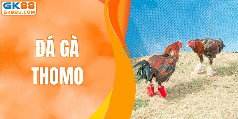 Đá Gà Thomo