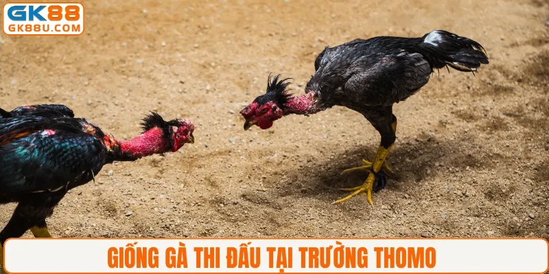 Giống gà thi đấu tại trường Thomo