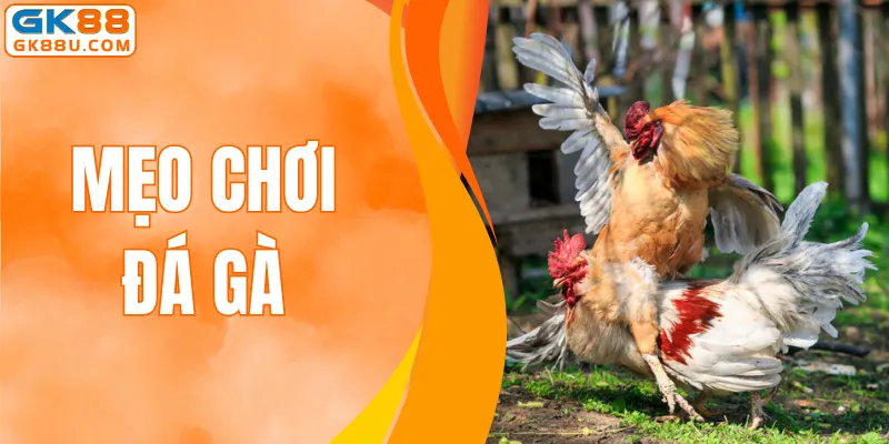 Mẹo Chơi Đá Gà