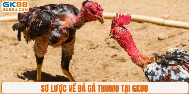 Sơ lược về đá gà Thomo tại GK88