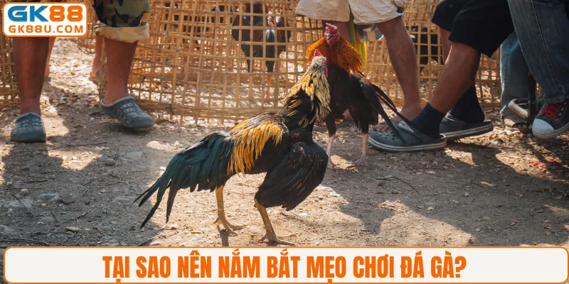 Tại sao nên nắm bắt mẹo chơi đá gà?