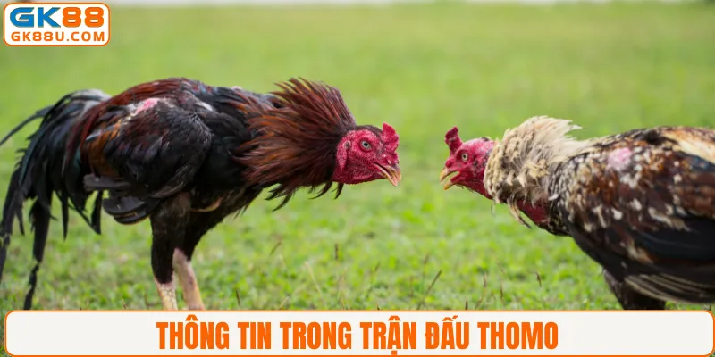 Thông tin trong trận đấu Thomo