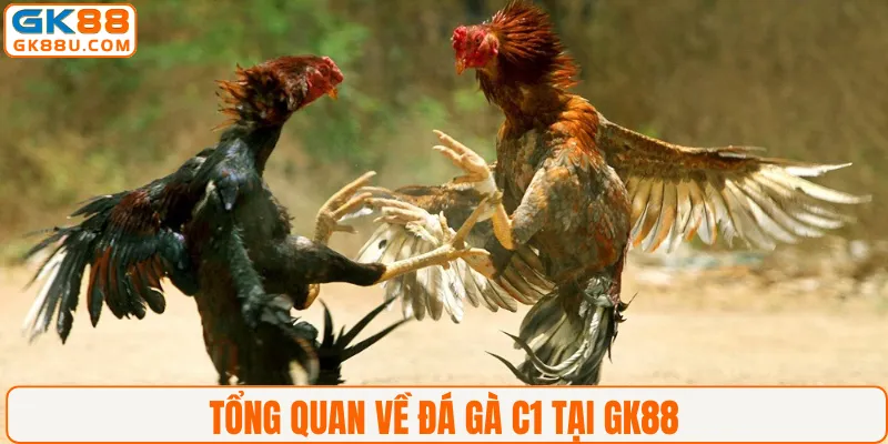 Tổng quan về đá gà C1 tại GK88