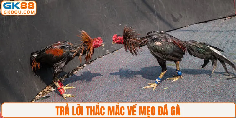 Trả lời thắc mắc về mẹo đá gà